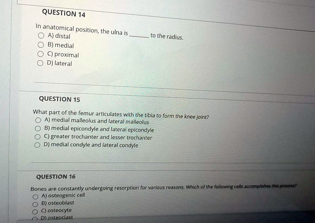 QUESTION 14
In anatomical position, the ulna is  to the radius.
A) distal
B) medial
C) proximal
D) lateral
QUESTION 15
What part of the femur articulates with the tibia to form the knee joint?
A) medial malleolus and lateral malleolus
B) medial epicondyle and lateral epicondyle
C) greater trochanter and lesser trochanter
D) medial condyle and lateral condyle
QUESTION 16
Bones are constantly undergoing resorption for various reasons. Which of the following cells accomplishes this process?
A) osteogenic cell
B) osteoblast
C) osteocyte
D) osteoclast