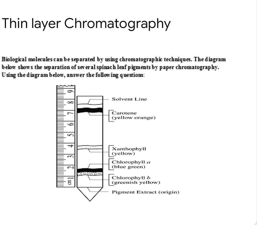 SOLVED Thin layer Chromatography Biological molecules can be separated