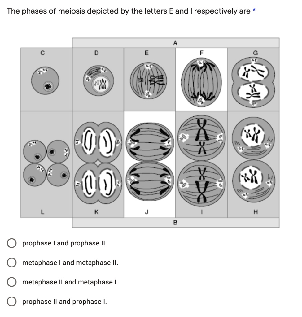 The phases of meiosis depicted by the letters E and r… - SolvedLib