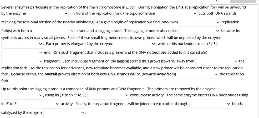 Several enzymes participate in the replication of the main chromosome in E. coli. During elongation the DNA at a replication fork will be unwound
by the enzyme . In front of the replication fork, the topoisomerase cuts both DNA strands,
relieving the torsional tension of the nearby unwinding. At a given origin of replication we find (one/ two) replication
fork(s) with both a strand and a lagging strand. The lagging strand is also called because its
synthesis occurs in many small pieces. Each of these small fragments needs its own primer, which will be deposited by the enzyme
. Each primer is elongated by the enzyme , which adds nucleotides to its (3'/ 5')
end. One such fragment that includes a primer and the DNA nucleotides added to it is called a(n)
fragment. Each individual fragment on the lagging strand thus grows (toward/ away from) the
replication fork. As the replication fork advances, new template becomes available, and a new primer will be deposited closer to the replication
fork. Because of this, the overall growth direction of both new DNA strands will be (toward/ away from) the replication
fork.
Up to this point the lagging strand is a composite of RNA primers and DNA fragments. The primers are removed by the enzyme
, using its (3' to 5'/ 5' to 3') exonuclease activity. The same enzyme inserts DNA nucleotides using
its 5' to 3' activity. Finally, the separate fragments will be joined to each other through bonds
catalyzed by the enzyme .
