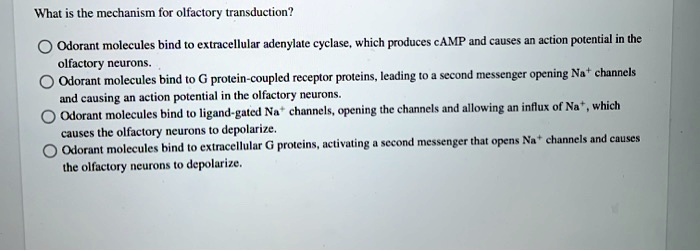 SOLVED: What is the mechanism for olfactory transduction? Odorant ...