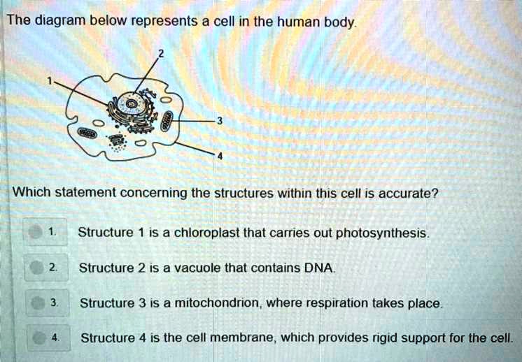 solved-peripheral-nerves-and-muscles-have-similarities-in-their