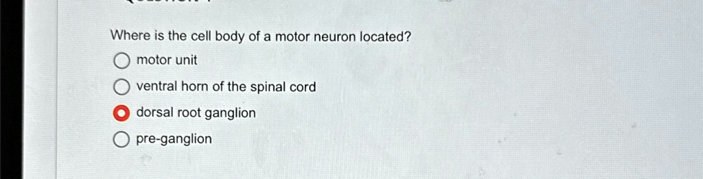 Where is the cell body of a motor neuron located? motor...