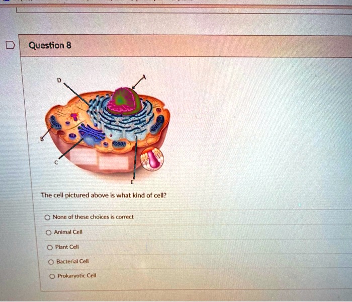 SOLVED: Question 8 The cell pictured above is what kind of cell? None ...