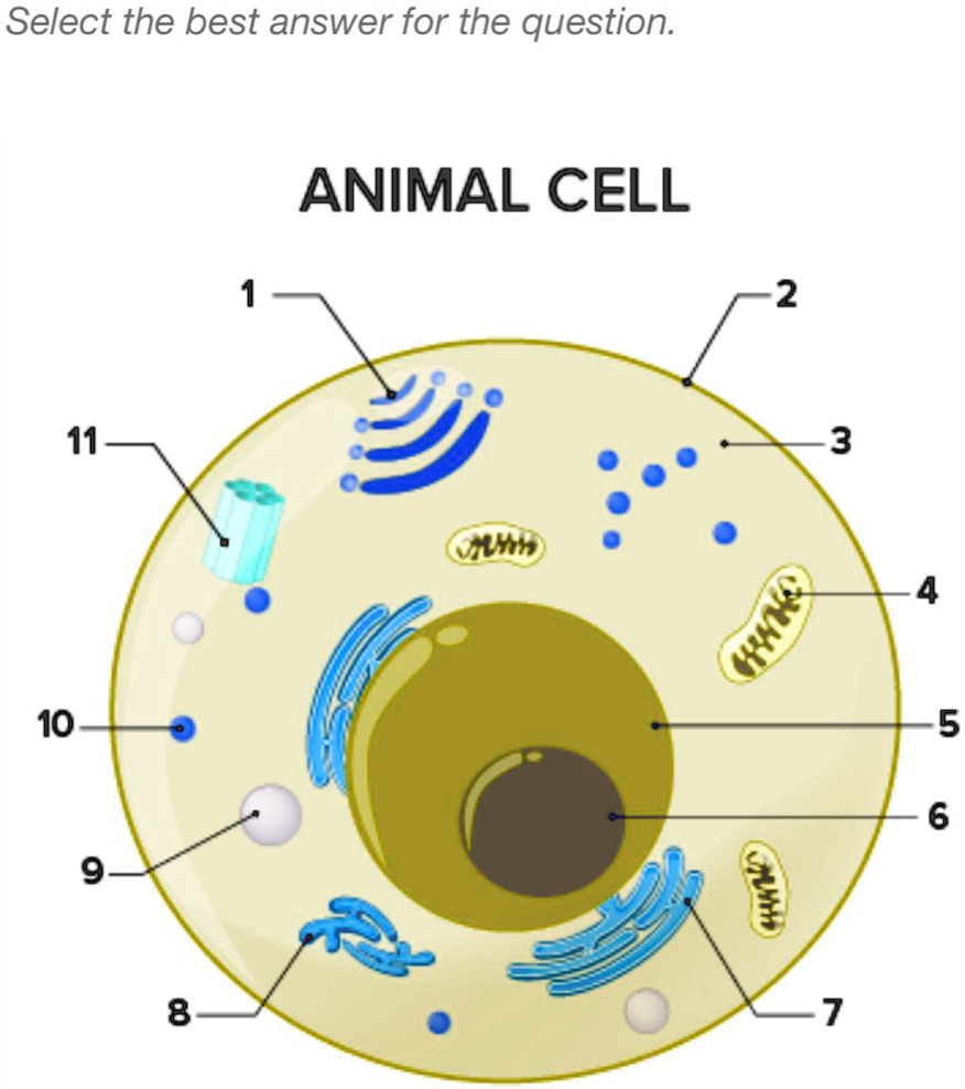 SOLVED: ' 3. What part of the cell does 4 represent? A. Cytoplasm B. Smooth  endoplasmic reticulum C. Rough endoplasmic reticulum D. Mitochondrion  Select the best answer for the question: ANIMAL CELL 2 3 (nt 10 9 8 1'