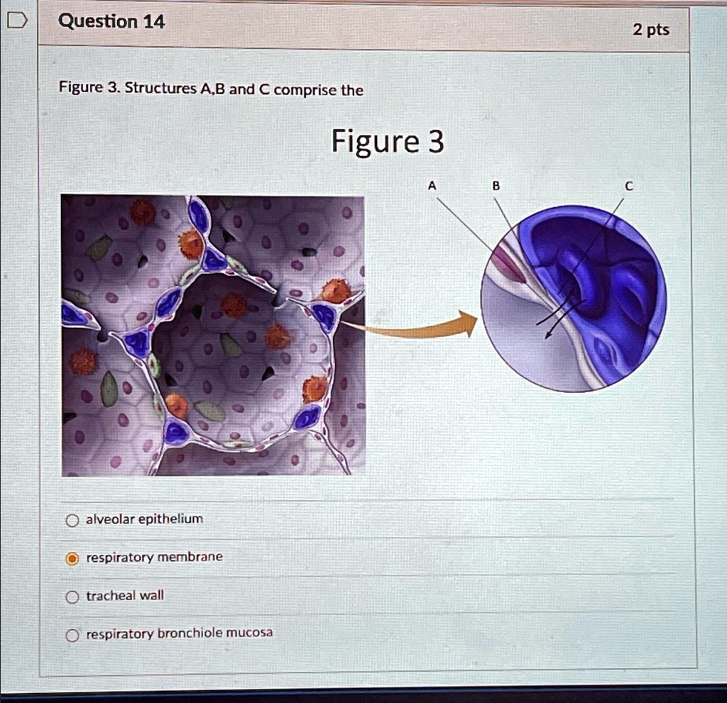 question 14 2 pts figure 3 structures a b and c comprise the figure 3 ...