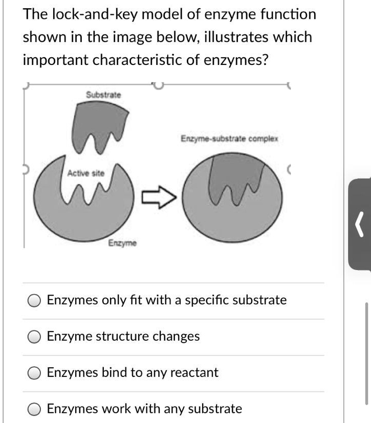 SOLVED "The lockandkey model of enzyme function shown in the image