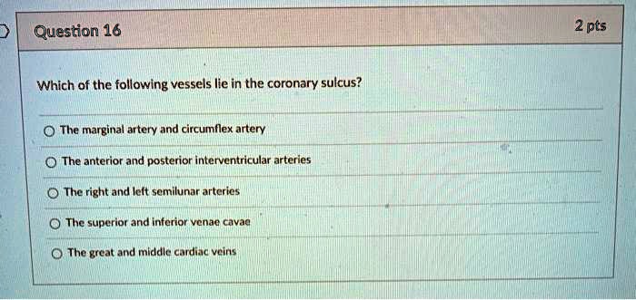 Which of the following vessels lie in the coronary sulcus?
The marginal artery and circumflex artery
The anterior and posterior interventricular arteries
The right and left semilunar arteries
The superior and inferior venae cavae
The great and middle cardiac veins