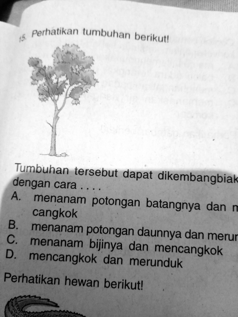 SOLVED: Jawab Yang Betul Yaaa 0 Perhatikan Tumnbuhan Berikutl Tengbuhan ...