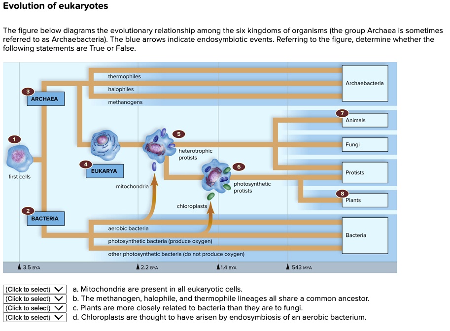 SOLVED: Evolution of eukaryotes The figure below diagrams the ...