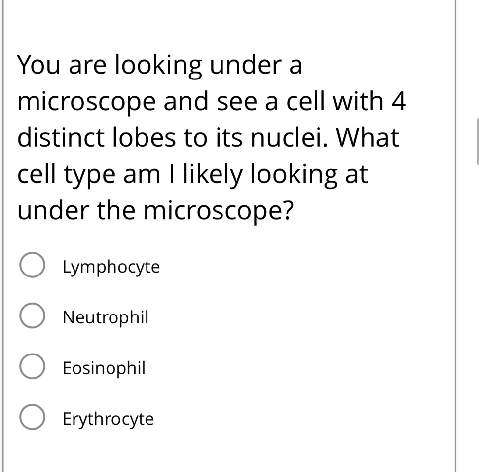 You are looking under a microscope and see a cell with 4 distinct lobes ...
