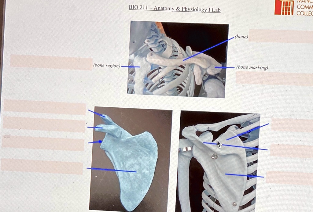BIO 211 – Anatomy     Physiology I Lab
(bone region)
(bone)
(bone marking)