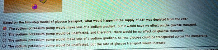 Based on the two-step model of glucose transport, what would happen if the supply of ATP was depleted from the cell?
The sodium-potassium pump would make less of a sodium gradient, but it would have no effect on the glucose transport.
The sodium-potassium pump would be unaffected, and therefore, there would be no effect on glucose transport.
The sodium-potassium pump would make less of a sodium gradient, so less glucose could be transported across the membrane.
The sodium-potassium pump would be unaffected, but the rate of glucose transport would increase.
