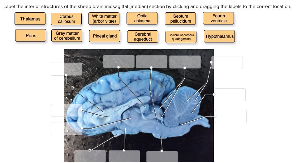 label the interior structures of the sheep brain midsagittal median