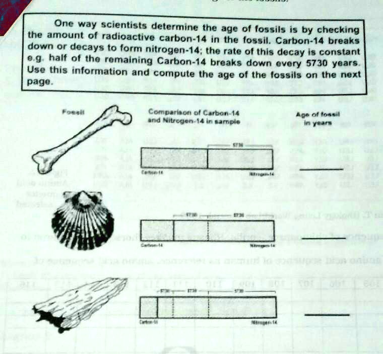 SOLVED: 'Answer the following question:1. Which among the fossils is most  recent?2. What is the oldest fossil ?3. One way scientists determine the age  0f fossils ,5 by checking the amount ol