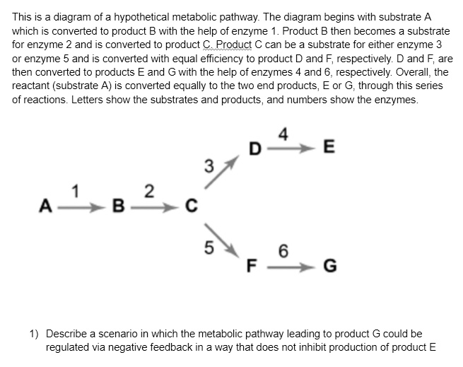 This is diagram of a hypothetical metabolic pathway: The diagram begins ...