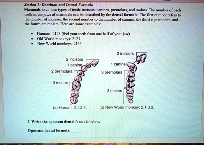 Station 2 Dentition And Dental Formula Mammals Have Four Types Of Teeth   Bee847a762a54c24a26fac6d9826ecd2 