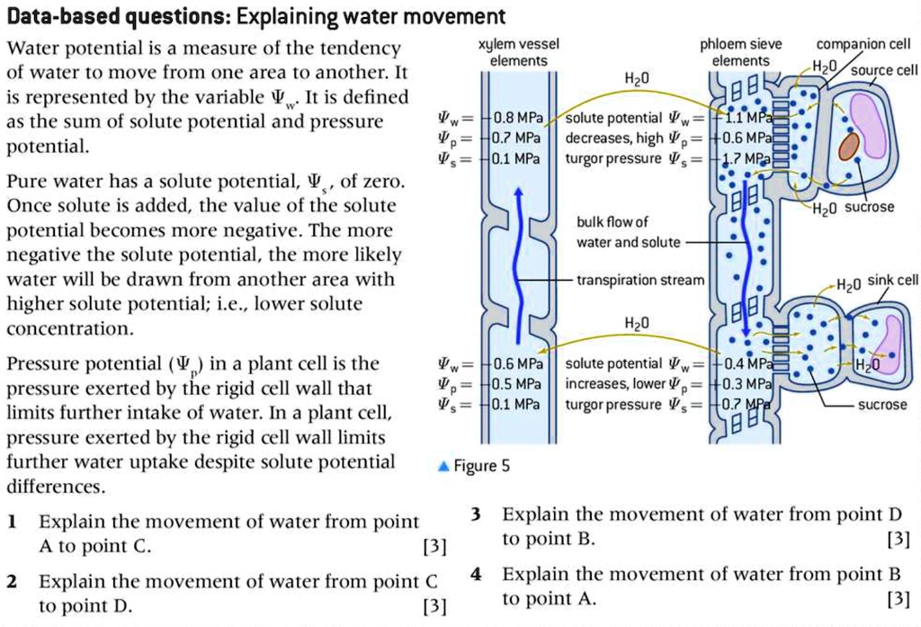 SOLVED: Data-based questions: Explaining water movement Water potential ...