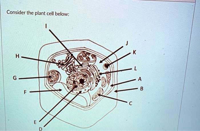 SOLVED: Consider the plant cell below: