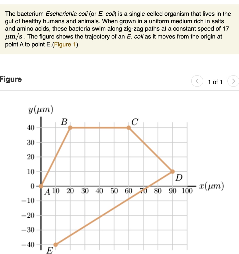 the bacterium escherichia coli or e coli is a single celled organism ...