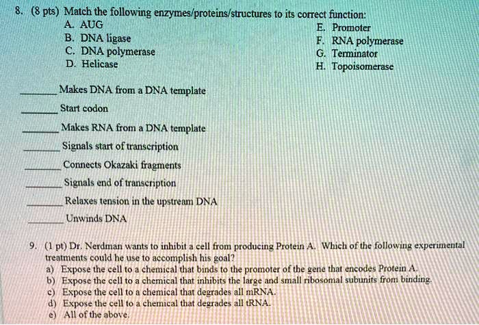 8. (8 pts) Match the following enzymes/proteins/structures to its correct function:
A. AUG
B. DNA ligase
C. DNA polymerase
D. Helicase
E. Promoter
F. RNA polymerase
G. Terminator
H. Topoisomerase

 Makes DNA from a DNA template
 Start codon
 Makes RNA from a DNA template
 Signals start of transcription
 Connects Okazaki fragments
 Signals end of transcription
 Relaxes tension in the upstream DNA
 Unwinds DNA

9. (1 pt) Dr. Nerdman wants to inhibit a cell from producing Protein A. Which of the following experimental treatments could he use to accomplish his goal?
a) Expose the cell to a chemical that binds to the promoter of the gene that encodes Protein A.
b) Expose the cell to a chemical that inhibits the large and small ribosomal subunits from binding.
c) Expose the cell to a chemical that degrades all mRNA.
d) Expose the cell to a chemical that degrades all tRNA.
e) All of the above.