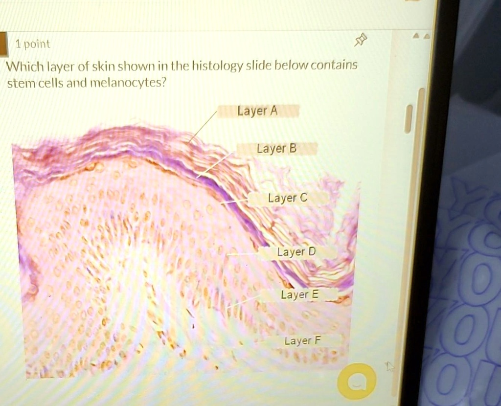 Layers Of Skin Histology Slide