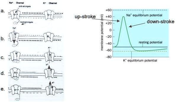 SOLVED: The left image (a-e) shows 4 positions of Na+ and K+ channels ...