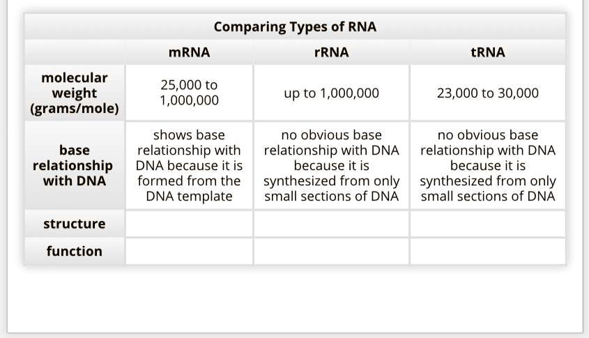 Difference Between Trna Rrna And Mrna