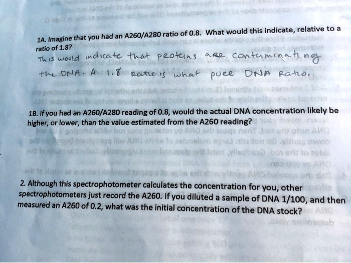 1A. Imagine that you had an A260/A280 ratio of 0.8. What would this indicate, relative to a ratio of 1.8? This would indicate that proteins are contaminating the DNA. A 1.8 ratio is what pure DNA ratio. 1B. If you had an A260/A280 reading of 0.8, would the actual DNA concentration likely be higher, or lower, than the value estimated from the A260 reading? 2. Although this spectrophotometer calculates the concentration for you, other spectrophotometers just record the A260. If you diluted a sample of DNA 1/100, and then measured an A260 of 0.2, what was the initial concentration of the DNA stock?