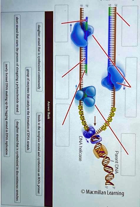 3' 5'
Parent DNA
DNA helicase
Answer Bank
daughter strand that is synthesized continuously
binds to the template strand and synthesizes an RNA primer
group of enzymes that catalyze the formation of DNA strands
short strand that starts the process of elongating a polynucleotide strand
daughter strand that is synthesized in discontinuous stretches
newly formed DNA making up the lagging strand in DNA replication
