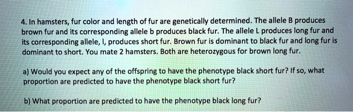 4. In hamsters, fur color and length of fur are genetically determined. The allele B produces brown fur and its corresponding allele b produces black fur. The allele L produces long fur and its corresponding allele, l, produces short fur. Brown fur is dominant to black fur and long fur is dominant to short. You mate 2 hamsters. Both are heterozygous for brown long fur.

a) Would you expect any of the offspring to have the phenotype black short fur? If so, what proportion are predicted to have the phenotype black short fur?

b) What proportion are predicted to have the phenotype black long fur?