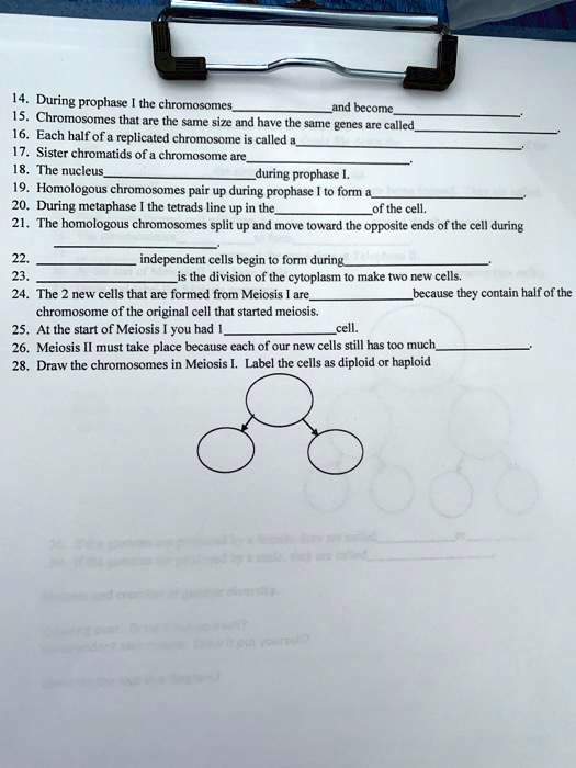 14. During prophase I the chromosomes and become.
15. Chromosomes that are the same size and have the same genes are called.
16. Each half of a replicated chromosome is called a.
17. Sister chromatids of a chromosome are.
18. The nucleusduring prophase I.
19. Homologous chromosomes pair up during prophase I to form a.
20. During metaphase I the tetrads line up in theof the cell.
21. The homologous chromosomes split up and move toward the opposite ends of the cell during.
22.independent cells begin to form during.
23.is the division of the cytoplasm to make two new cells.
24. The 2 new cells that are formed from Meiosis I arebecause they contain half of the chromosome of the original cell that started meiosis.
25. At the start of Meiosis I you had 1cell.
26. Meiosis II must take place because each of our new cells still has too much.
28. Draw the chromosomes in Meiosis I. Label the cells as diploid or haploid