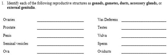 1. Identify each of the following reproductive structures as gonads, gametes, ducts, accessory glands, or external genitalia.

Ovaries
Vas Deferens
Prostate
Testes
Penis
Vulva
Seminal vesicles
Sperm
Ova
Oviducts