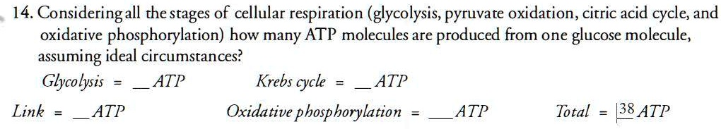 14. Considering all the stages of cellular respiration (glycolysis, pyruvate oxidation, citric acid cycle, and oxidative phosphorylation) how many ATP molecules are produced from one glucose molecule, assuming ideal circumstances?
Glycolysis =  ATP Krebs cycle =  ATP
Link =  ATP Oxidative phosphorylation =  ATP Total = 38 ATP