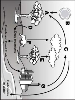 plz answerlook at the following diagram of the carbon cycle an image of ...