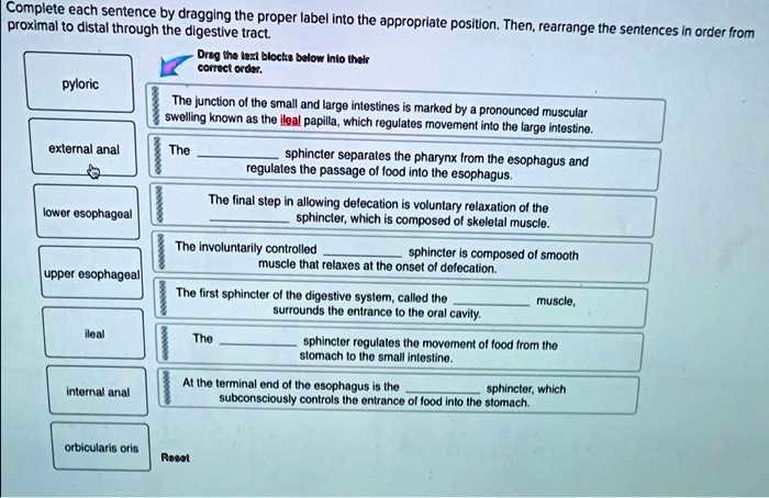 Video Solution: Complete Each Sentence By Dragging The Proper Label 