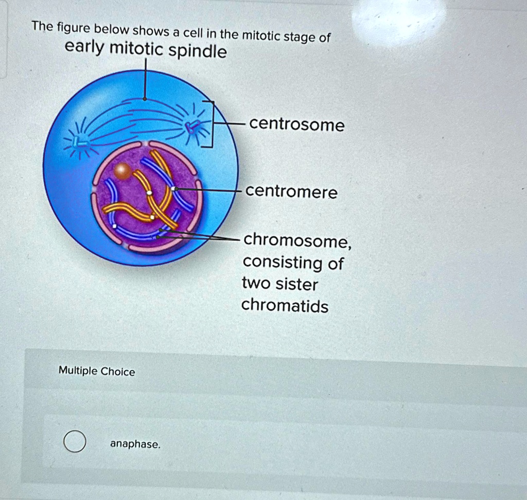 Cells A And F Show An Early The figure below shows a cell in the mitotic stage of early mitotic