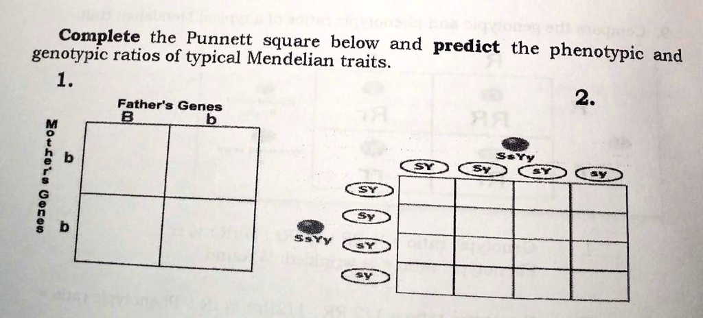Solved Complete The Punnett Square Below And Predict The Phenotypic