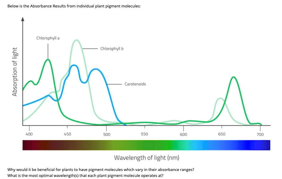 SOLVED: Below is the Absorbance Results from individual plant pigment ...