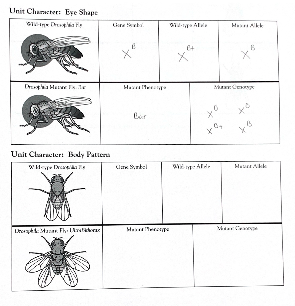 SOLVED: Texts: Unit Character: Eye Shape Wild-type Drosophila Fly Gene ...