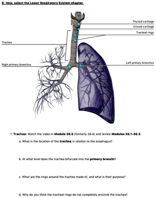 Pulsenotes | Thyroid anatomy notes