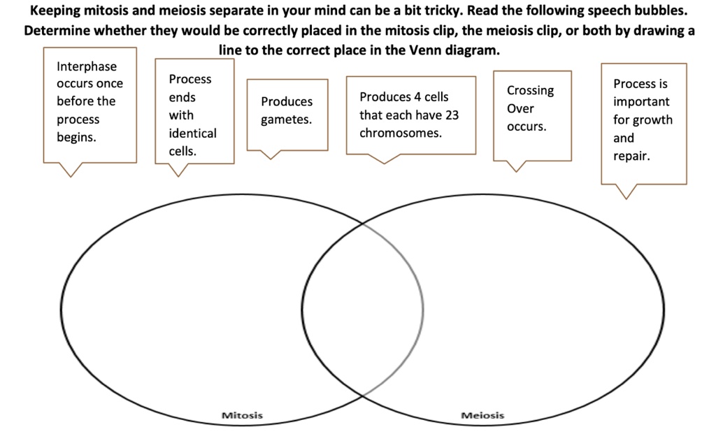 meiosis vs mitosis venn diagram