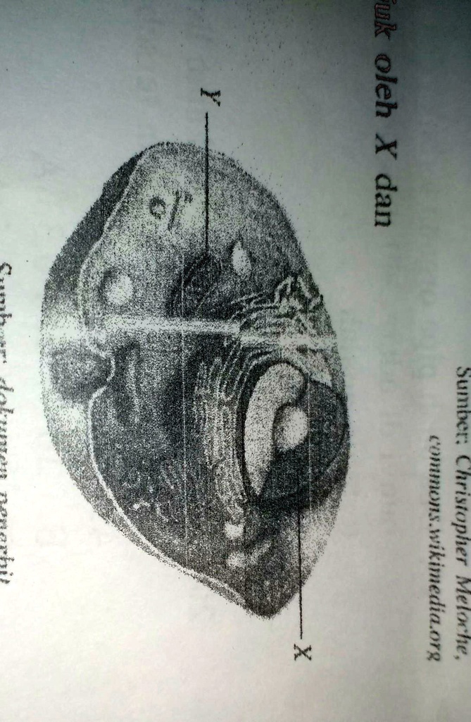 SOLVED: Fungsi Bagian Sel Yang Ditunjuk Oleh X Dan Y Secara Berturut ...