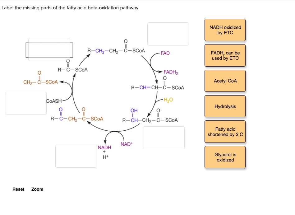 Label the missing parts of the fatty acid betaoxidat… SolvedLib