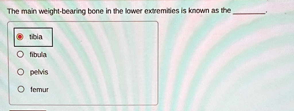 Which Of The Following Is A Weight-bearing Bone