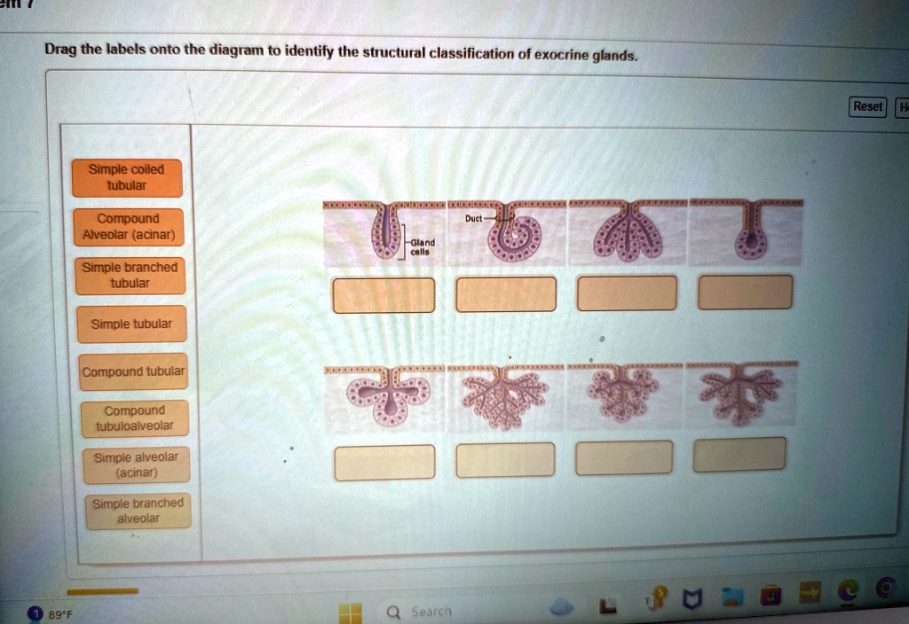 Drag the labels onto the diagram to identify the structural ...