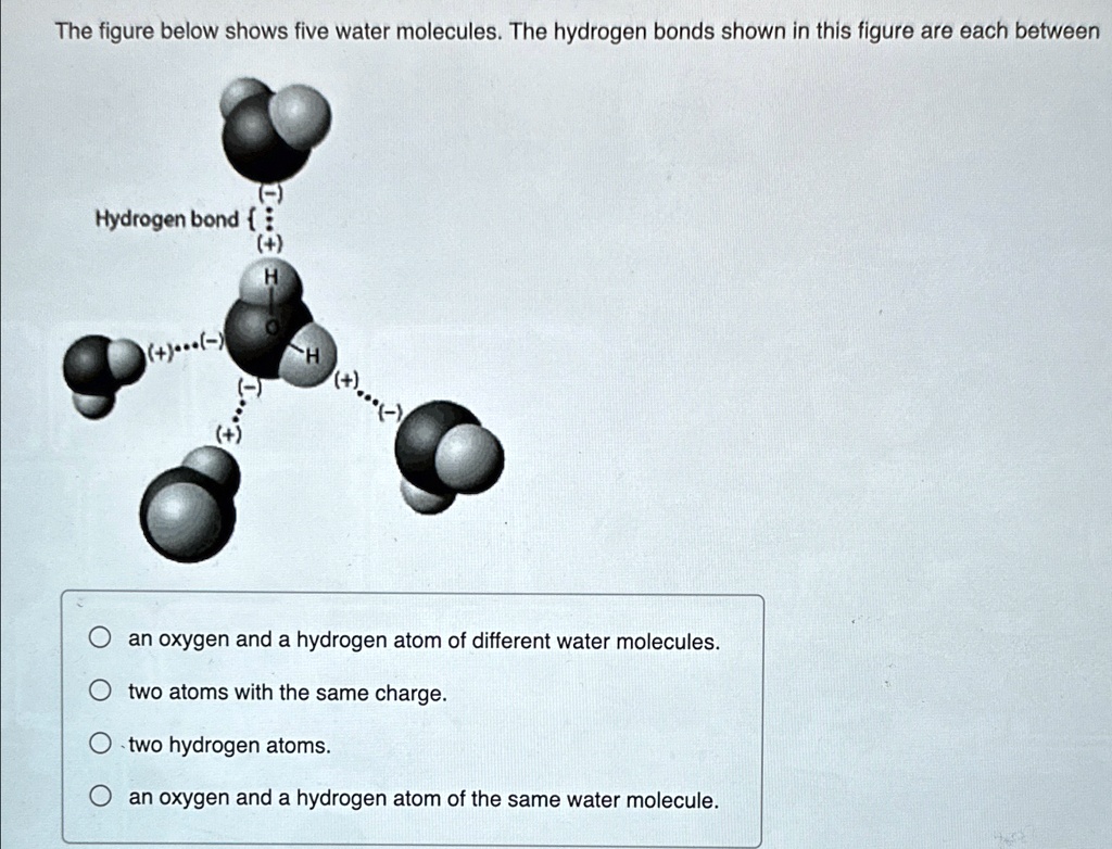 SOLVED: The figure below shows five water molecules. The hydrogen bonds ...