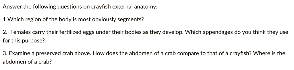 Answer the following questions on crayfish external anatomy;

1 Which region of the body is most obviously segments?

2. Females carry their fertilized eggs under their bodies as they develop. Which appendages do you think they use for this purpose?

3. Examine a preserved crab above. How does the abdomen of a crab compare to that of a crayfish? Where is the abdomen of a crab?