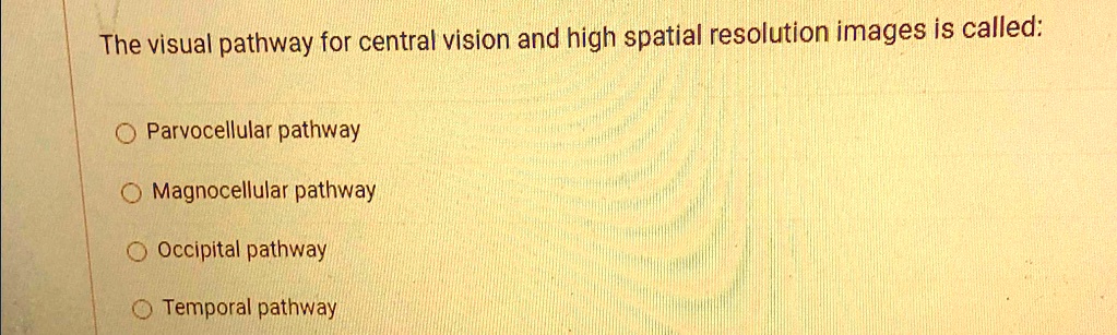 SOLVED: The visual pathway for central vision and high spatial ...