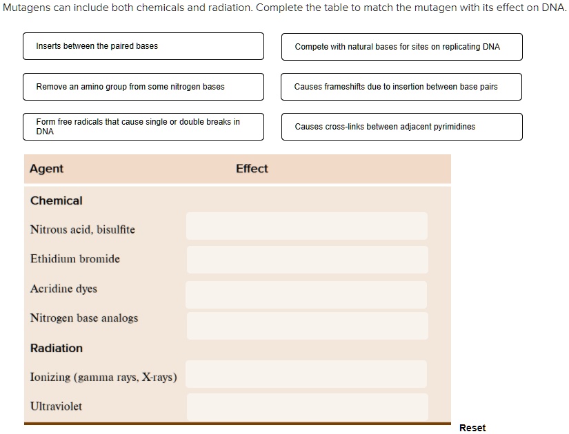 Mutagens can include both chemicals and radiation. Complete the table to match the mutagen with its effect on DNA.
Inserts between the paired bases
Compete with natural bases for sites on replicating DNA
Remove an amino group from some nitrogen bases
Causes frameshifts due to insertion between base pairs
Form free radicals that cause single or double breaks in DNA
Causes cross-links between adjacent pyrimidines
Agent
Effect
Chemical
Nitrous acid, bisulfite
Ethidium bromide
Acridine dyes
Nitrogen base analogs
Radiation
Ionizing (gamma rays, X-rays)
Ultraviolet